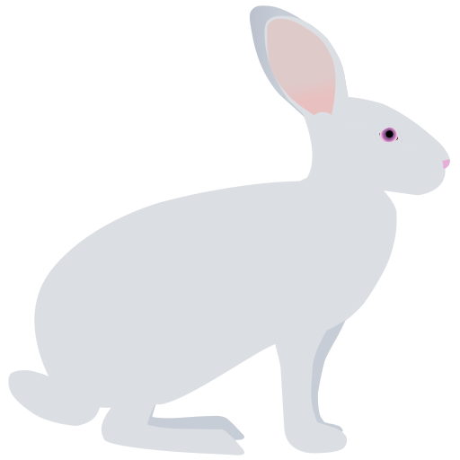 rabbit